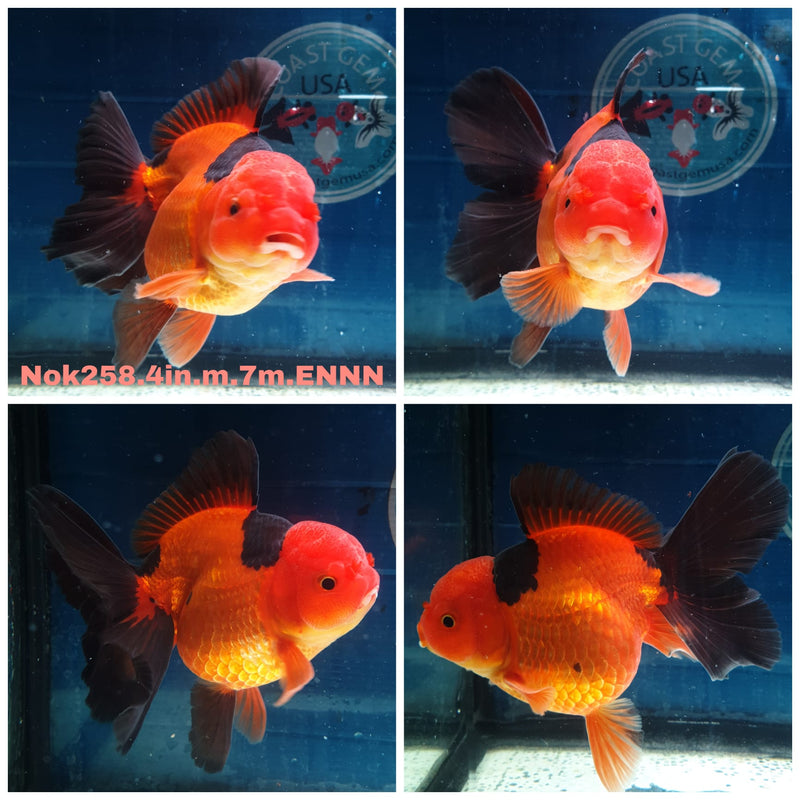 (NOK-258) Thai Apache Orchid Tail Oranda 4.00 inch Body Male 7 Months Age