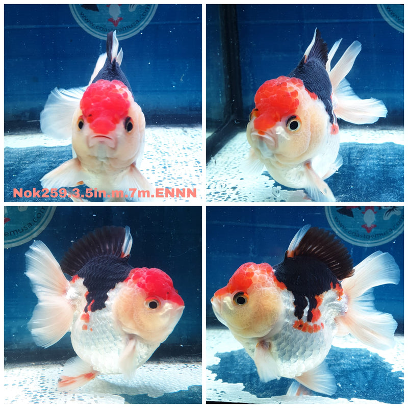 (NOK-259) Thai Tri Color Medium Tail Oranda 3.50 inch Body Male 7 Months Age