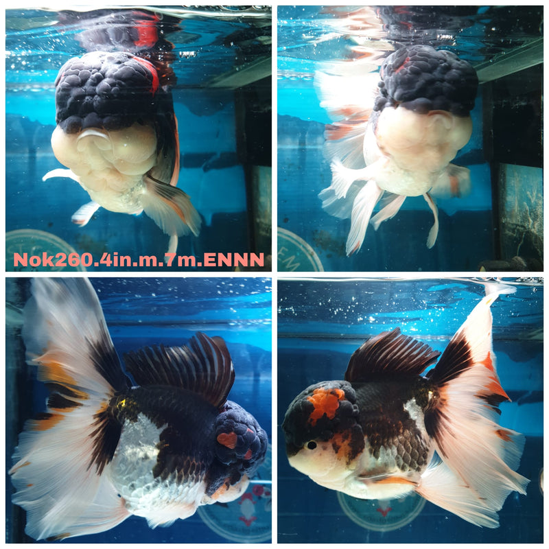 (NOK-260) Thai Tri Color Orchid Tail Oranda 4.00 inch Body Male 7 Months Age