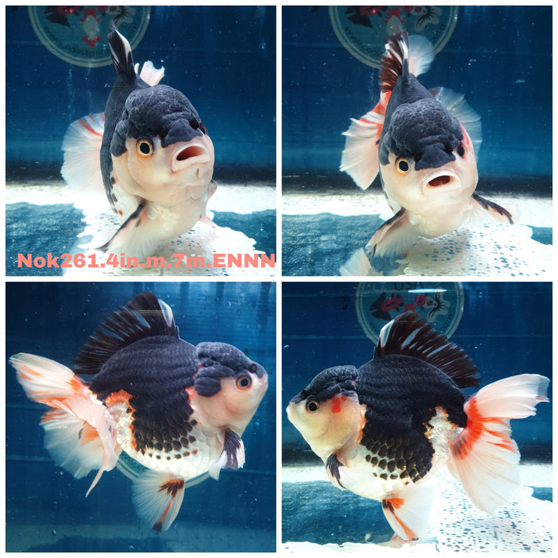 (NOK-261) Thai Tri Color Medium Tail Oranda 4.00 inch Body Male 7 Months Age