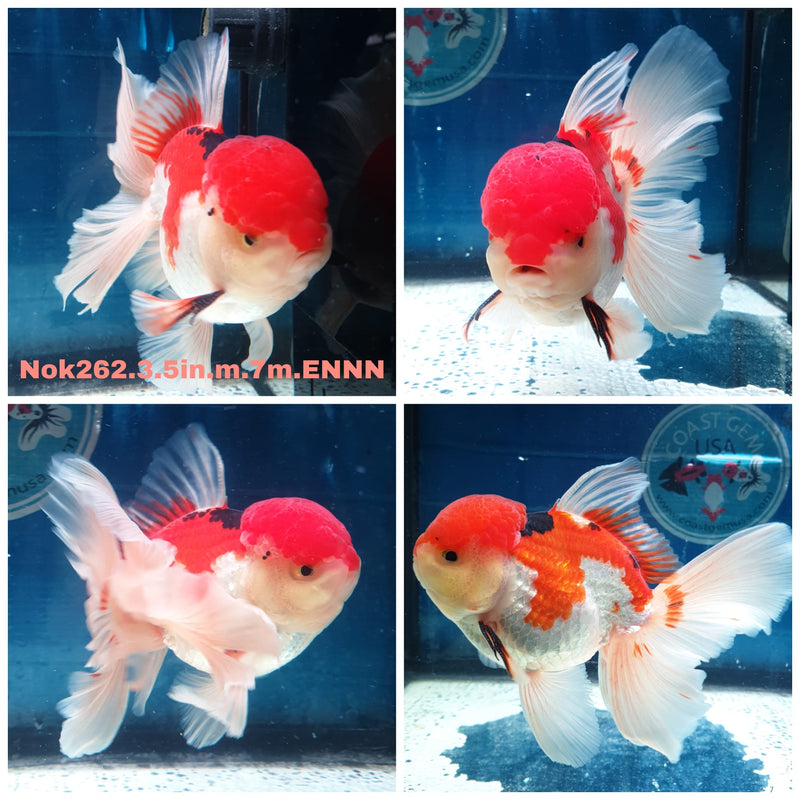 (NOK-262) Thai Red/White Orchid Tail Oranda 3.50 inch Body Male 7 Months Age