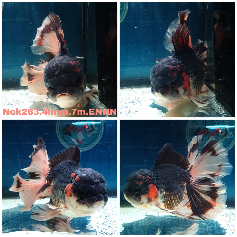 (NOK-263) Thai Tri Color Orchid Tail Oranda 4.00 inch Body Male 7 Months Age