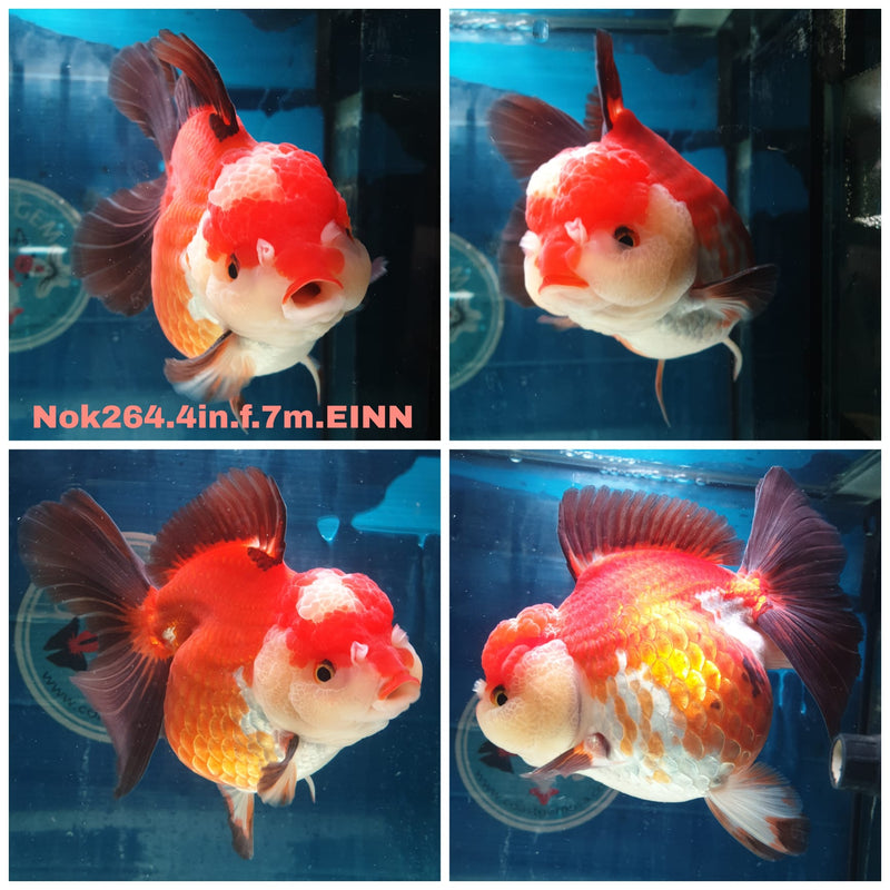(NOK-264) Thai Apache Yuanbao Oranda 4.00 inch Body Female 7 Months Age