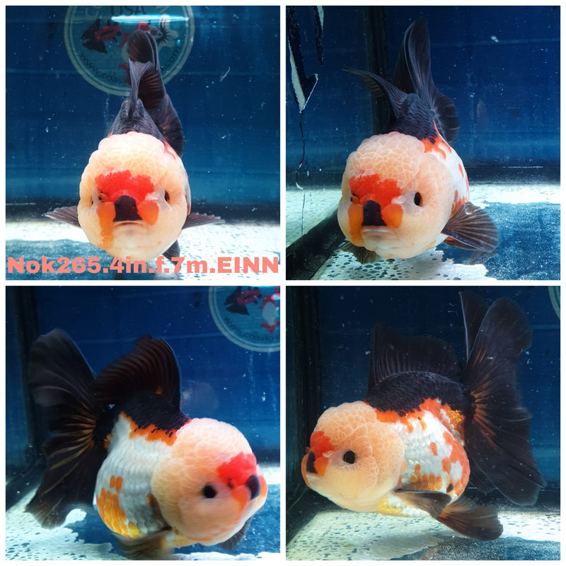 (NOK-265) Thai Tri Color Orchid Tail Oranda 4.00 inch Body Female 7 Months Age