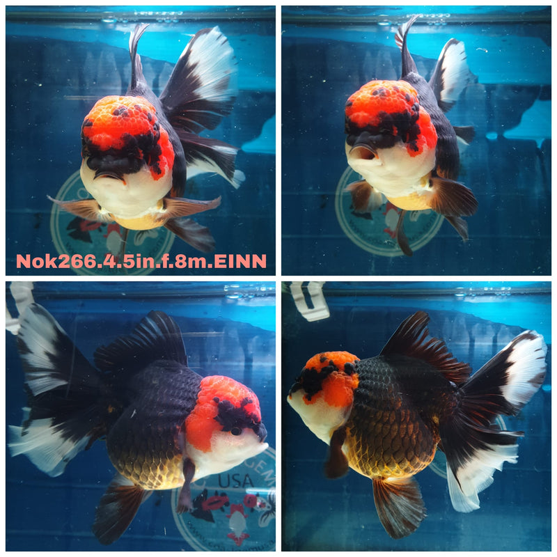 (NOK-266) Thai Jumbo Apache Orchid Tail Oranda 4.50 inch Body Female 8 Months Age