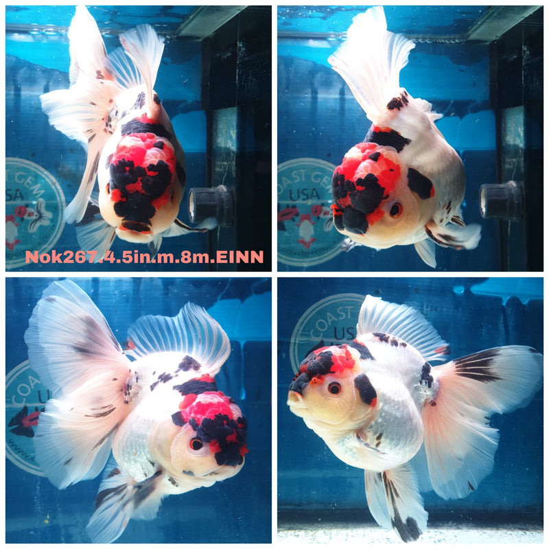 (NOK-267) Thai Jumbo Tri Color Orchid Tail Oranda 4.50 inch Body Male 8 Months Age