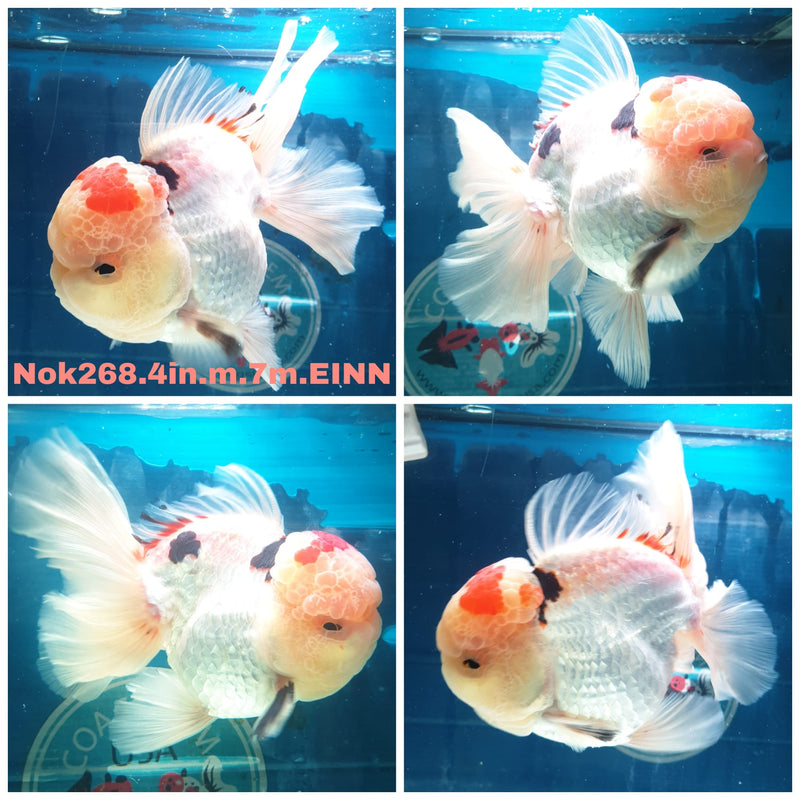 (NOK-268) Thai Tri Color Orchid Tail Oranda 4.00 inch Body Male 7 Months Age