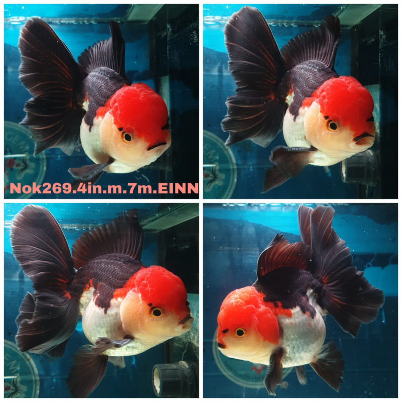 (NOK-269) Thai Tri Color Orchid Tail Oranda 4.00 inch Body Male 7 Months Age