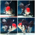 (NOK-270) Thai Tri Color Orchid Tail Oranda 4.00 inch Body Male 8 Months Age