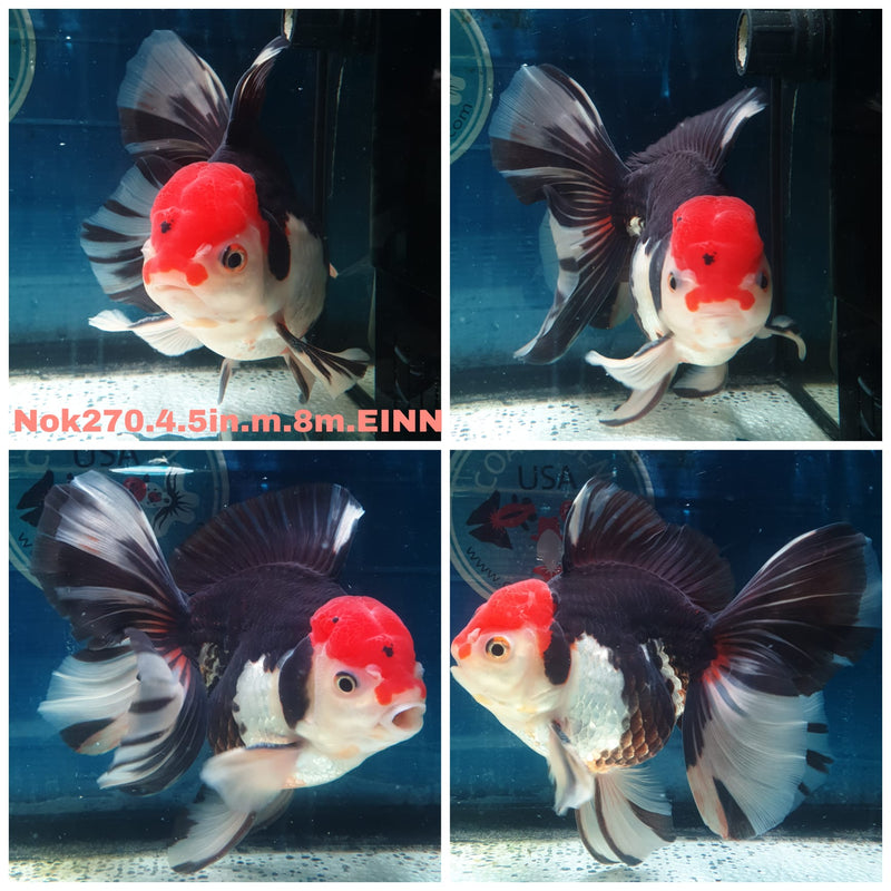 (NOK-270) Thai Tri Color Orchid Tail Oranda 4.00 inch Body Male 8 Months Age