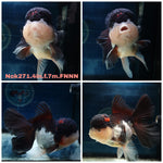 (NOK-271A) Thai Tri Color Orchid Tail Oranda 4.00 inch Body Female 7 Months Age |PREORDER