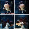 (NOK-271A) Thai Tri Color Orchid Tail Oranda 4.00 inch Body Female 7 Months Age |PREORDER