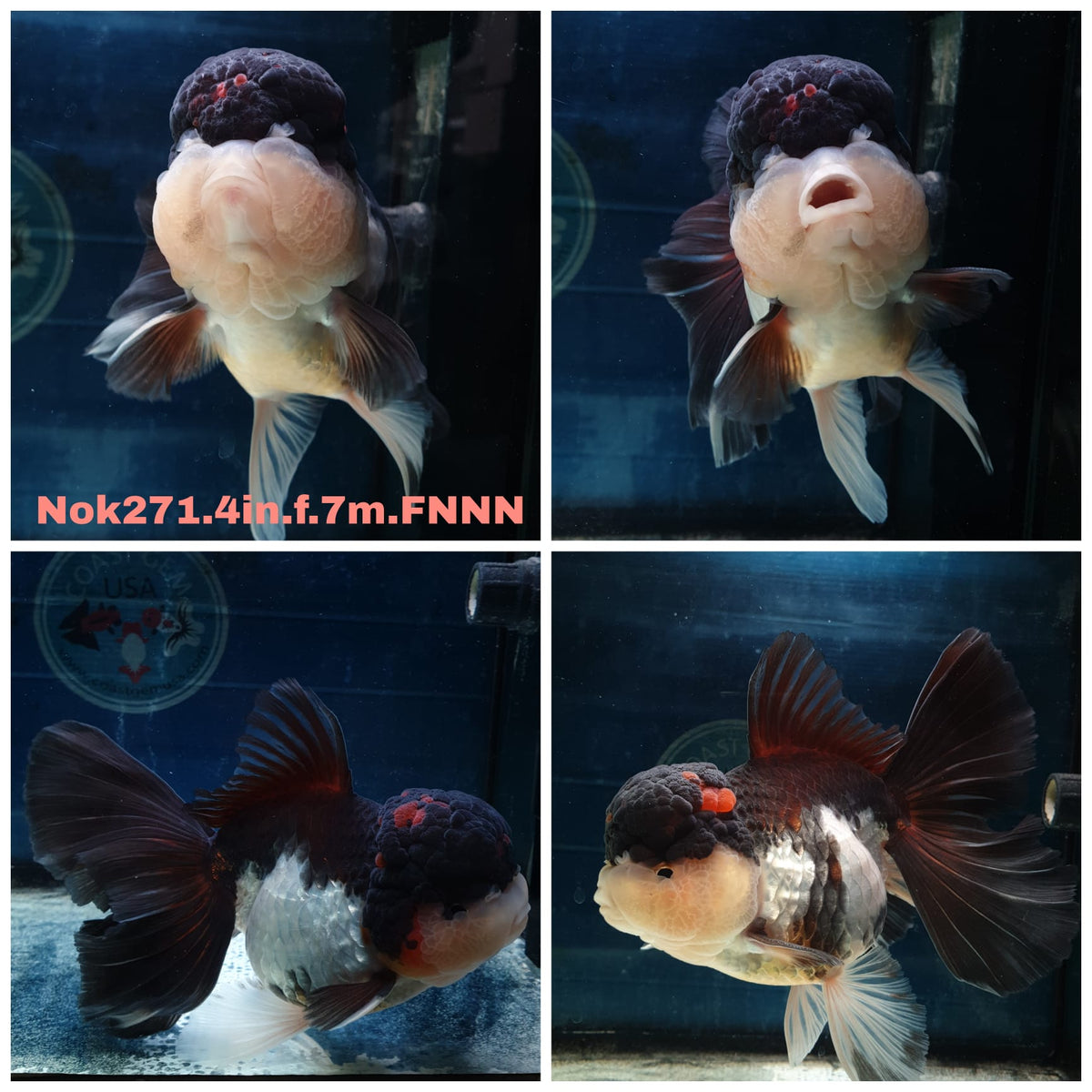 (NOK-271A) Thai Tri Color Orchid Tail Oranda 4.00 inch Body Female 7 Months Age |PREORDER