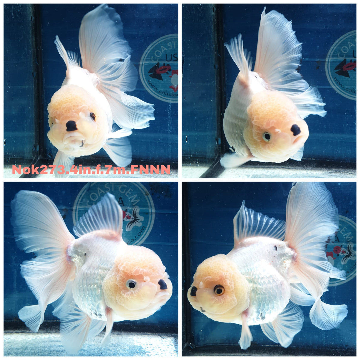 (NOK-273A) Thai White Orchid Tail Oranda 4.00 inch Body Female 7 Months Age |PREORDER