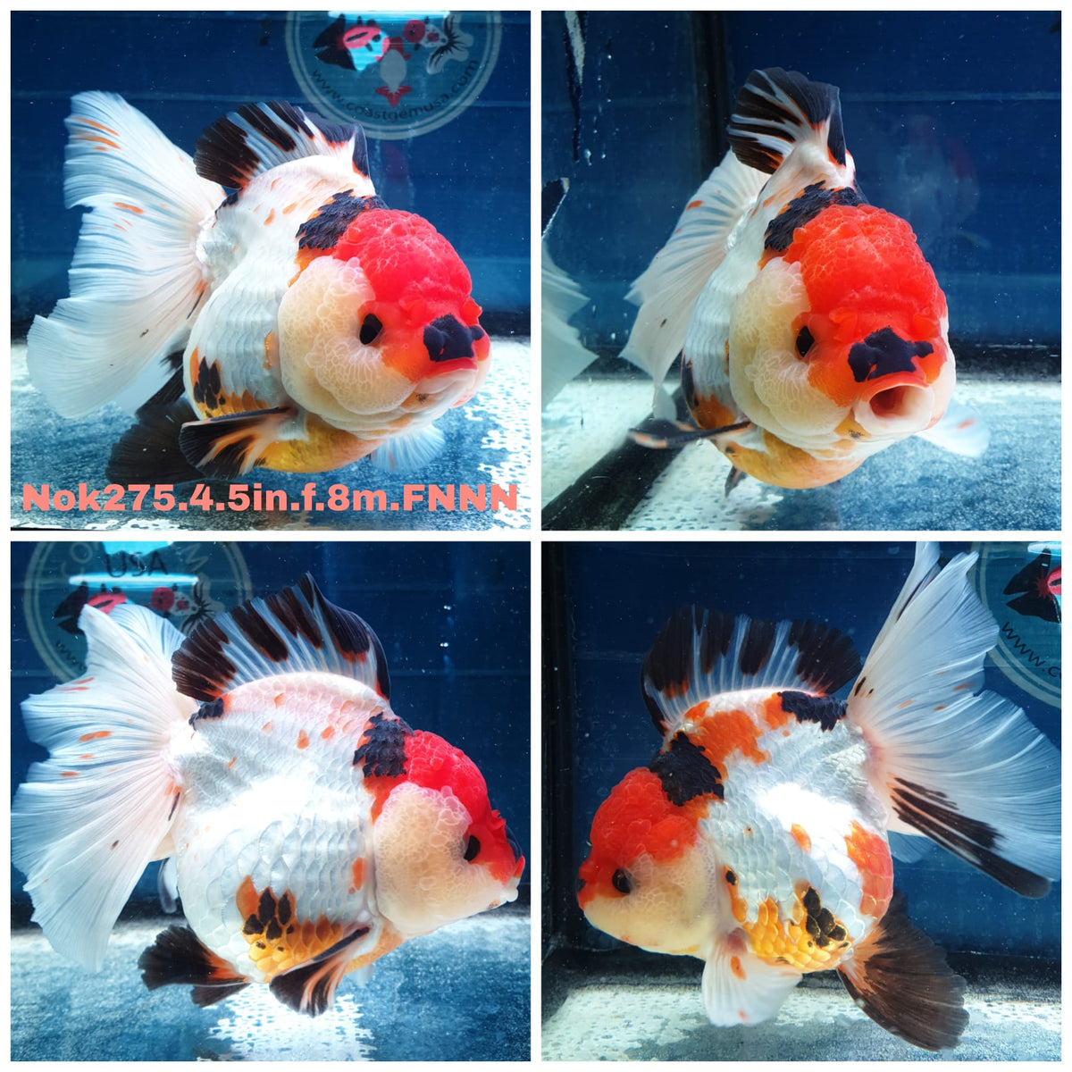 (NOK-275A) Thai Jumbo Tri Color Orchid Tail Oranda 4.50 inch Body Female 8 Months Age |PREORDER