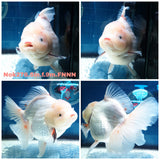 HERE(NOK-276A) Thai Jumbo White Orchid Tail Oranda 5.00 inch Body Female 9 Months Age |PREORDER