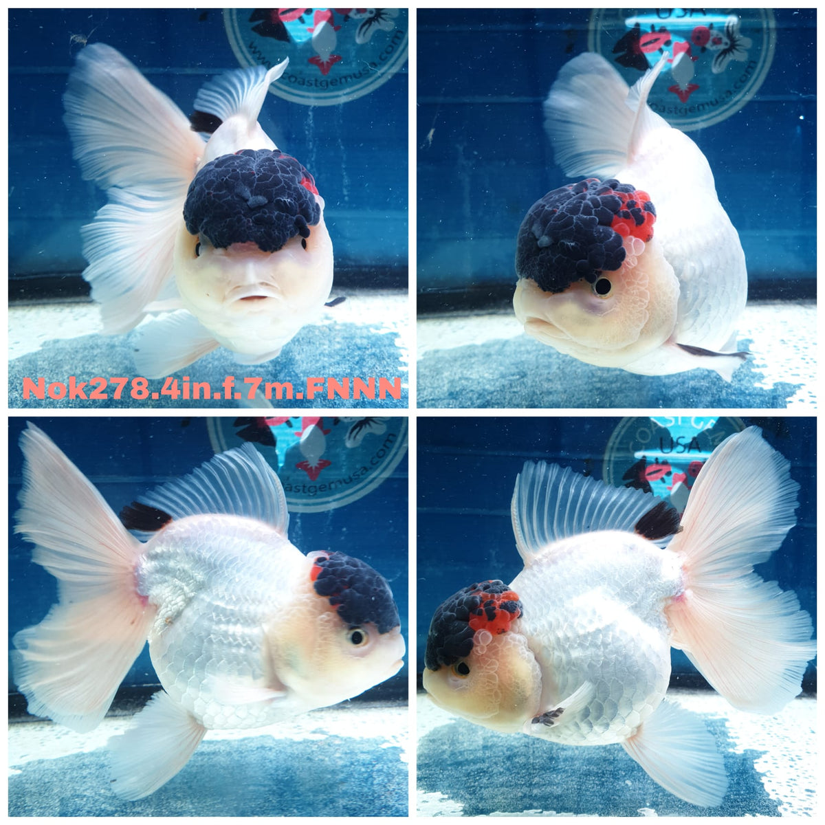 (NOK-278A) Thai Tri Color Orchid Tail Oranda 4.00 inch Body Female 7 Months Age |PREORDER