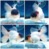 (NOK-278A) Thai Tri Color Orchid Tail Oranda 4.00 inch Body Female 7 Months Age |PREORDER