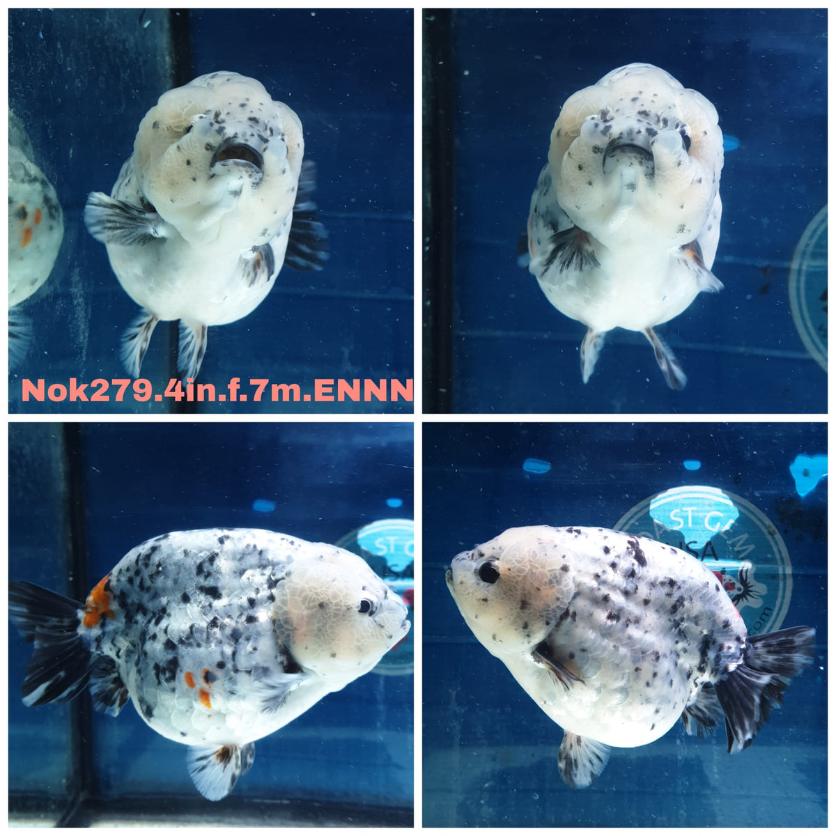(NOK-279A) Thai Calico Ranchu 4.00 inch Body Female 7 Months Age |PREORDER
