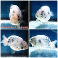 (NOK-280A) Thai White Tiger Calico Ranchu 4.00 inch Body Female 7 Months Age |PREORDER
