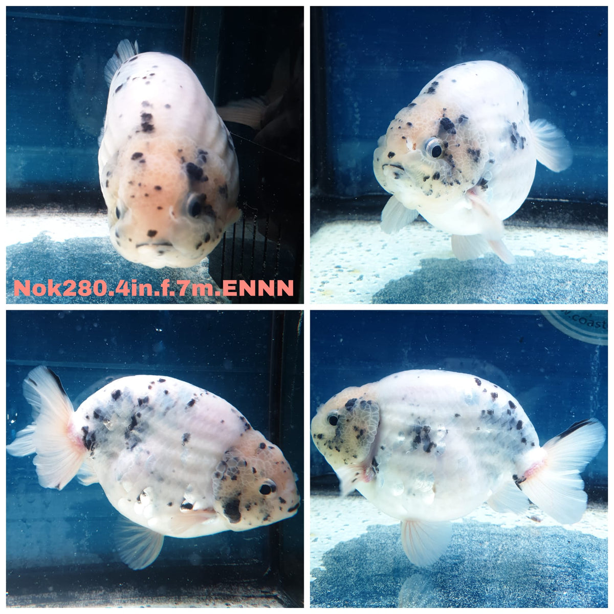 (NOK-280A) Thai White Tiger Calico Ranchu 4.00 inch Body Female 7 Months Age |PREORDER
