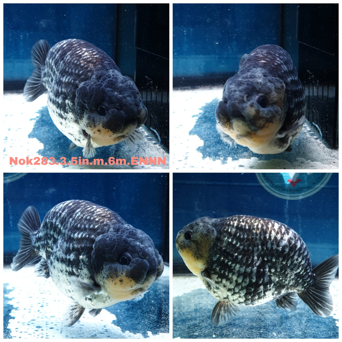 (NOK-283A) Thai Granite Calico Ranchu 3.50 inch Body Male 6 Months Age |PREORDER