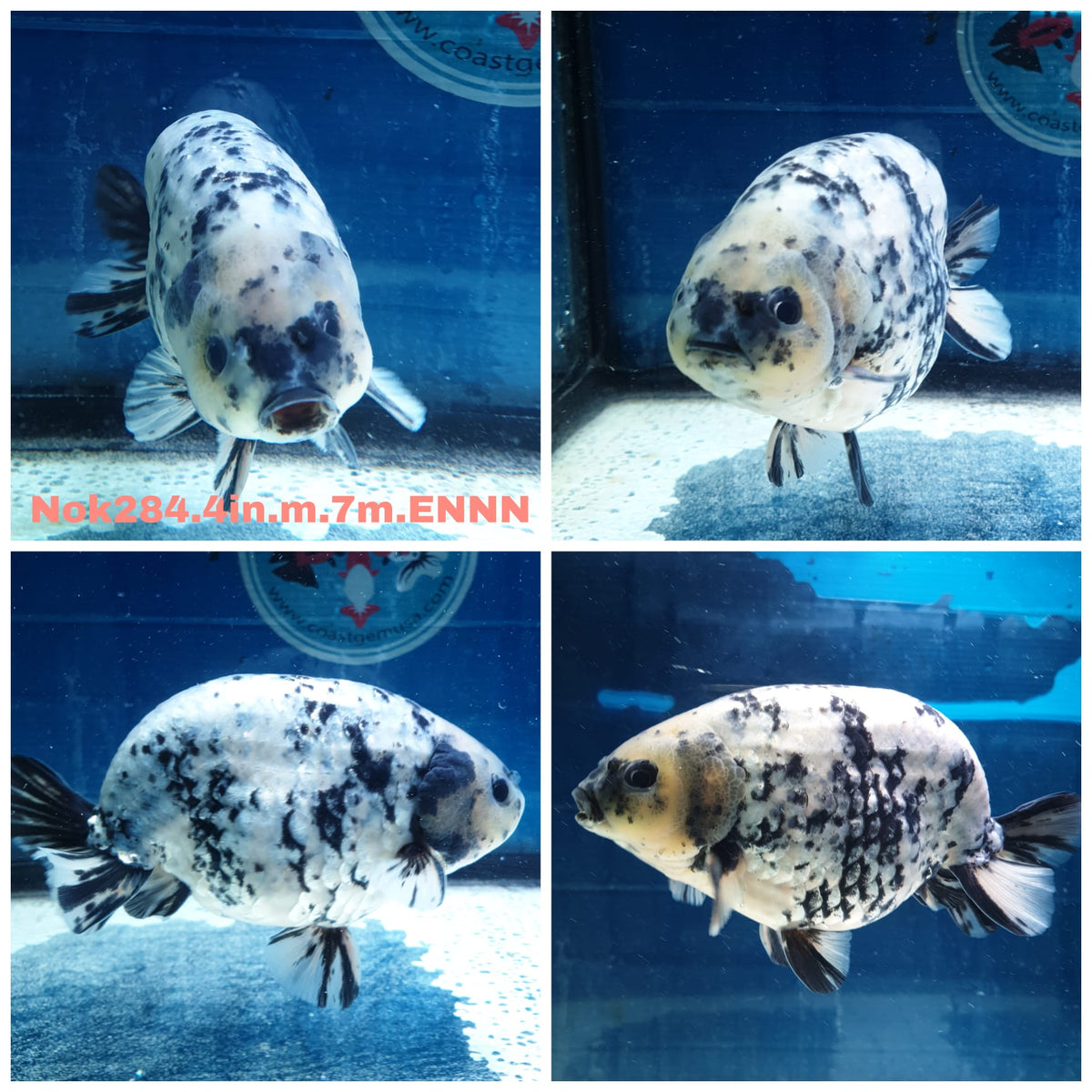 (NOK-284A) Thai White Tiger Calico Ranchu 4.00 inch Body Male 7 Months Age |PREORDER