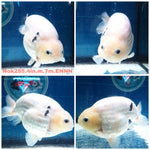 (NOK-285A) Thai White Tiger Calico Ranchu 4.00 inch Body Male 7 Months Age |PREORDER