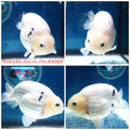 (NOK-285A) Thai White Tiger Calico Ranchu 4.00 inch Body Male 7 Months Age |PREORDER