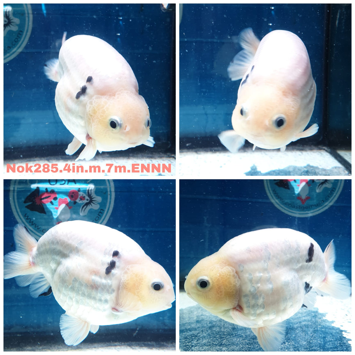 (NOK-285A) Thai White Tiger Calico Ranchu 4.00 inch Body Male 7 Months Age |PREORDER