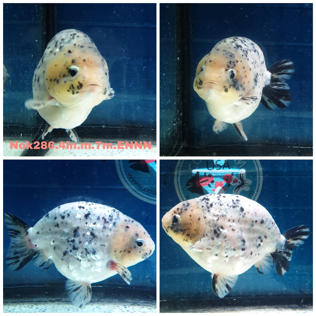 (NOK-286A) Thai Granite Calico Ranchu 4.00 inch Body Male 7 Months Age |PREORDER