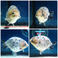 (NOK-286A) Thai Granite Calico Ranchu 4.00 inch Body Male 7 Months Age |PREORDER
