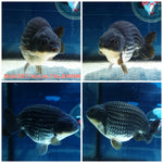 (NOK-287A) Thai Steel Blue Ranchu 4.00 inch Body Male 7 Months Age |PREORDER