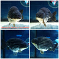 (NOK-287A) Thai Steel Blue Ranchu 4.00 inch Body Male 7 Months Age |PREORDER