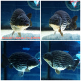 (NOK-287A) Thai Steel Blue Ranchu 4.00 inch Body Male 7 Months Age |PREORDER