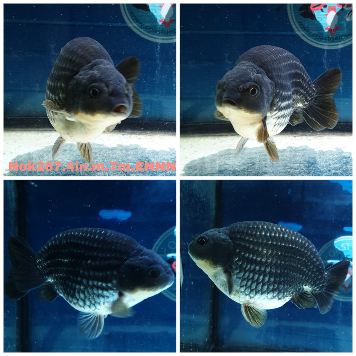 (NOK-287A) Thai Steel Blue Ranchu 4.00 inch Body Male 7 Months Age |PREORDER