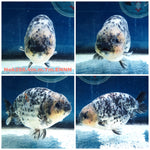 (NOK-288A) Thai Granite Calico Ranchu 4.00 inch Body Male 7 Months Age |PREORDER