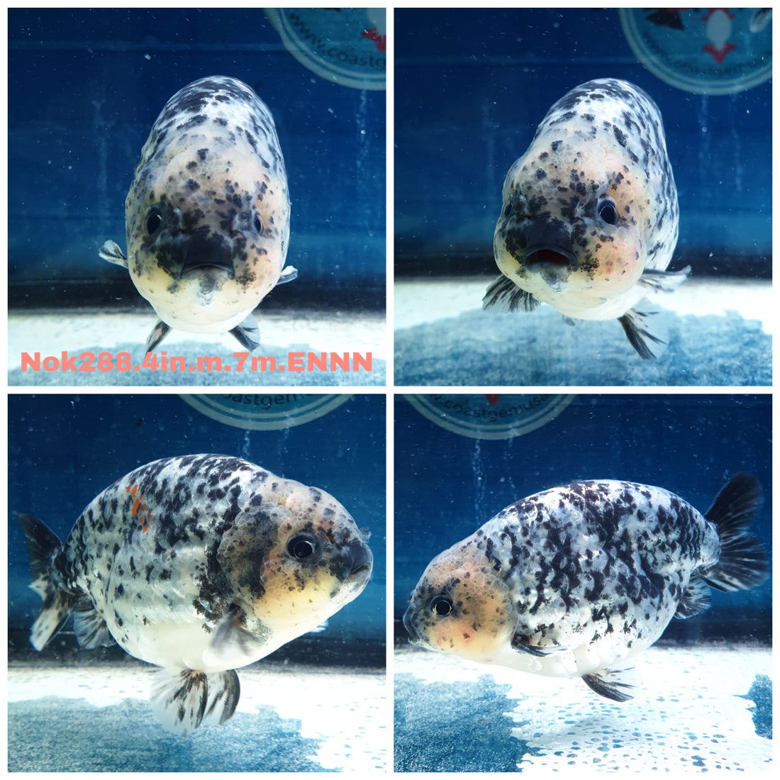 (NOK-288A) Thai Granite Calico Ranchu 4.00 inch Body Male 7 Months Age |PREORDER
