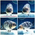 (NOK-288A) Thai Granite Calico Ranchu 4.00 inch Body Male 7 Months Age |PREORDER