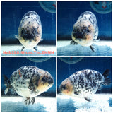(NOK-288A) Thai Granite Calico Ranchu 4.00 inch Body Male 7 Months Age |PREORDER
