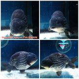 HERE(NOK-289A) Thai Steel Blue Ranchu 4.00 inch Body Male 7 Months Age |PREORDER