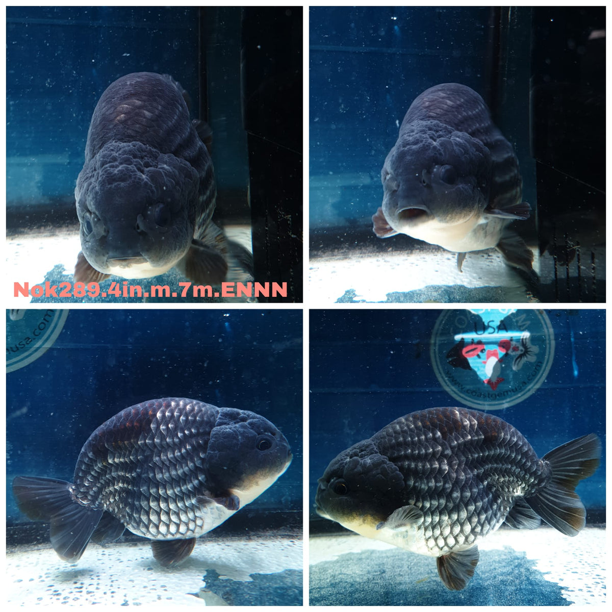 (NOK-289A) Thai Steel Blue Ranchu 4.00 inch Body Male 7 Months Age |PREORDER