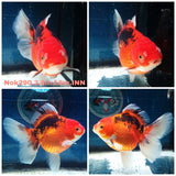 (NOK-290A) Thai Apache Orchid Tail Oranda 3.50 inch Body Female 6 Months Age |PREORDER