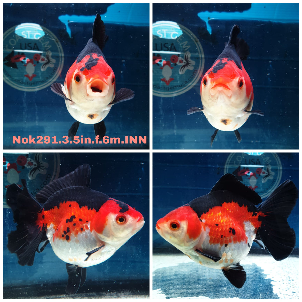 (NOK-291A) Thai Tri Color Medium Tail Oranda 3.50 inch Body Female 6 Months Age |PREORDER