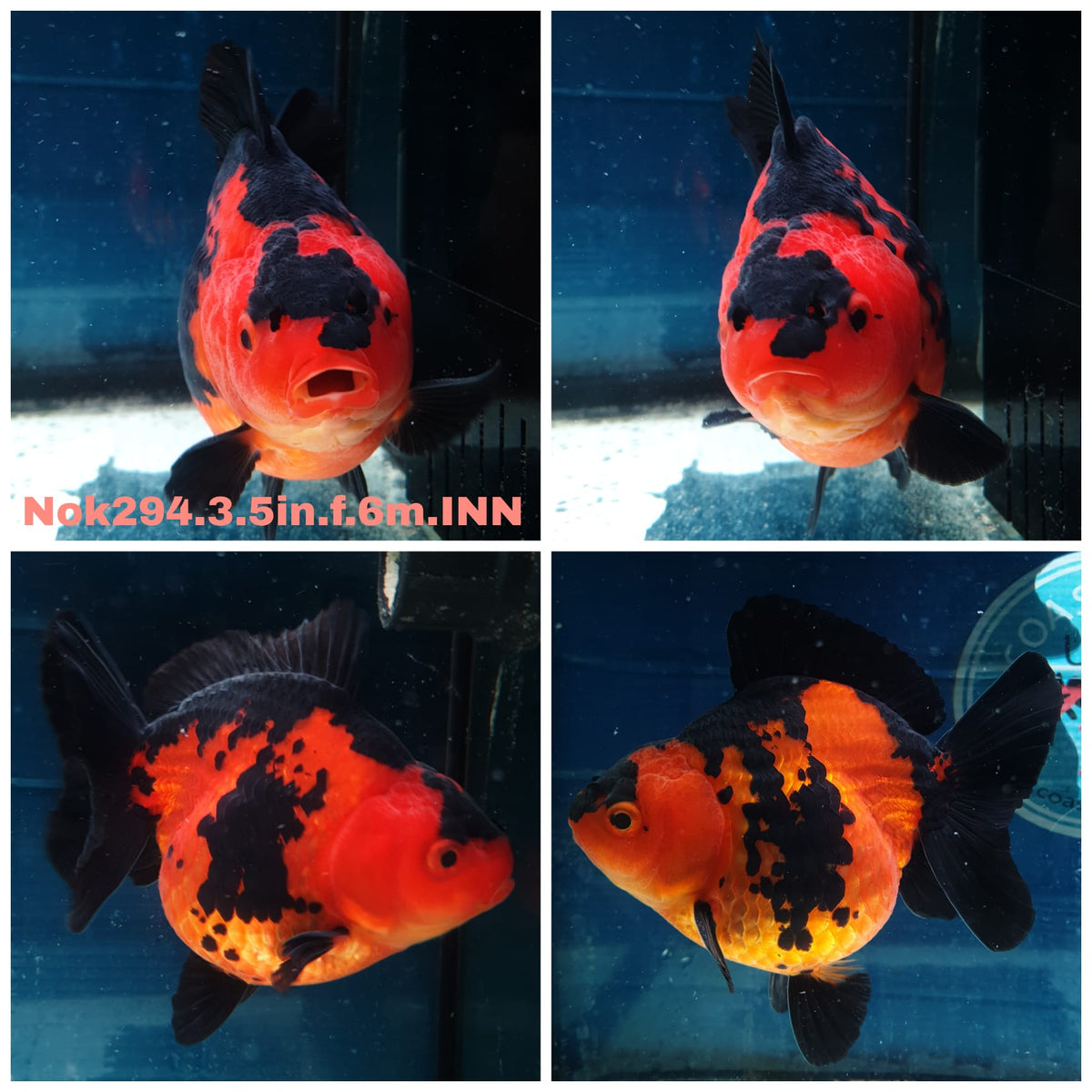 (NOK-294A) Thai Apache Medium Tail Oranda 3.50 inch Body Female 6 Months Age |PREORDER