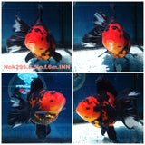 (NOK-295A) Thai Apache Orchid Tail Oranda 3.50 inch Body Female 6 Months Age |PREORDER