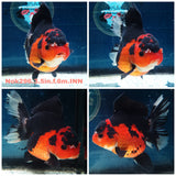 (NOK-296A) Thai Apache Orchid Tail Oranda 3.50 inch Body Female 6 Months Age |PREORDER