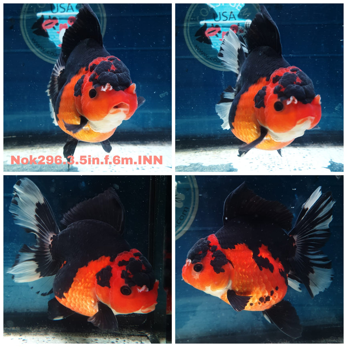 (NOK-296A) Thai Apache Orchid Tail Oranda 3.50 inch Body Female 6 Months Age |PREORDER