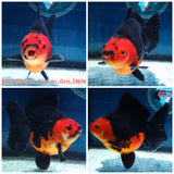 (NOK-298A) Thai Apache Orchid Tail Oranda 3.50 inch Body Male 6 Months Age |PREORDER