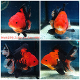 (NOK-299A) Thai Apache Orchid Tail Oranda 3.50 inch Body Male 6 Months Age |PREORDER